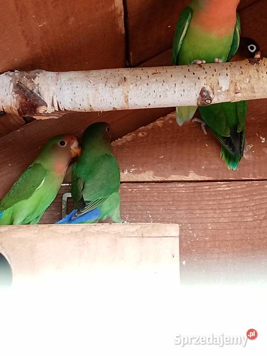 Sprzedam papugi nierozłączki Mechlin