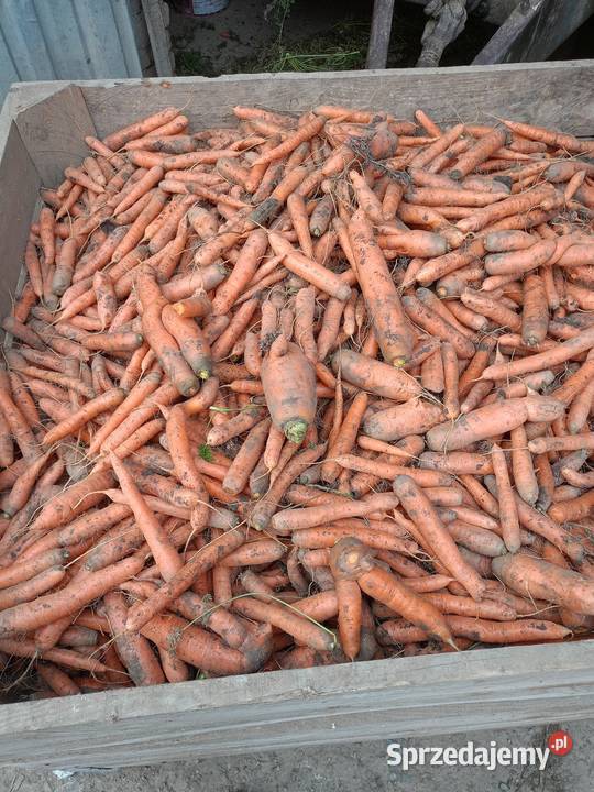 Marchew odpadowapaszowa brudna Pełczyska