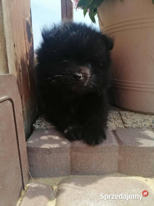Szpic miniaturowy pomeranian Laski