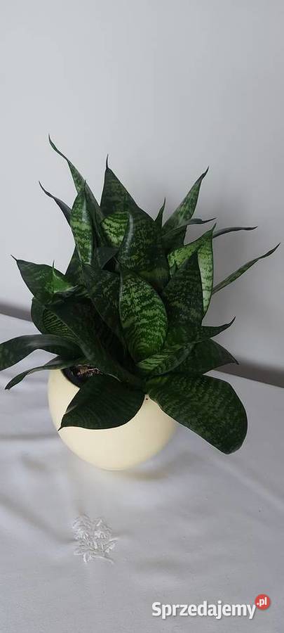 Sansewieria gwinejska Tychy