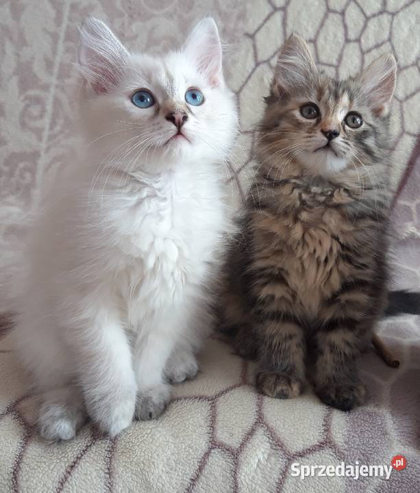 Koteczki Syberyjskie Miot L PZFWCF Sochaczew