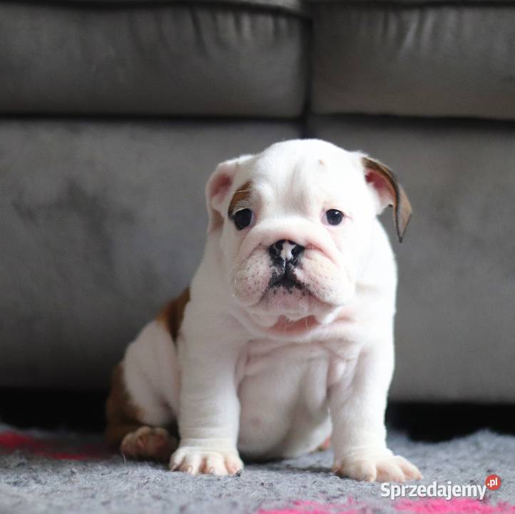 Buldog angielski suczka