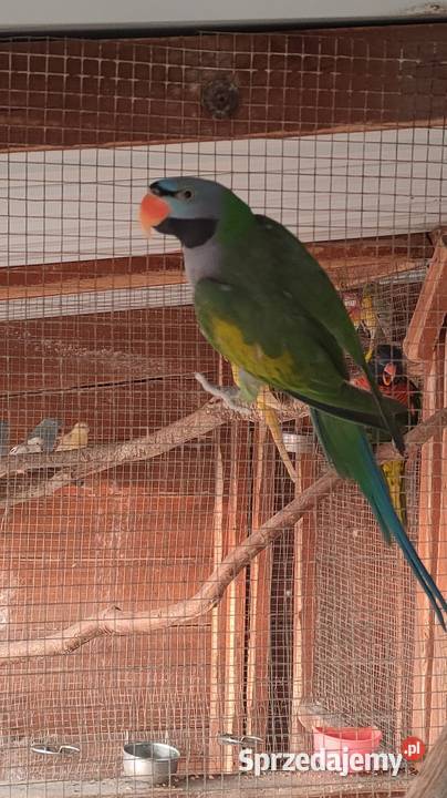 Aleksandretta chińska samiec