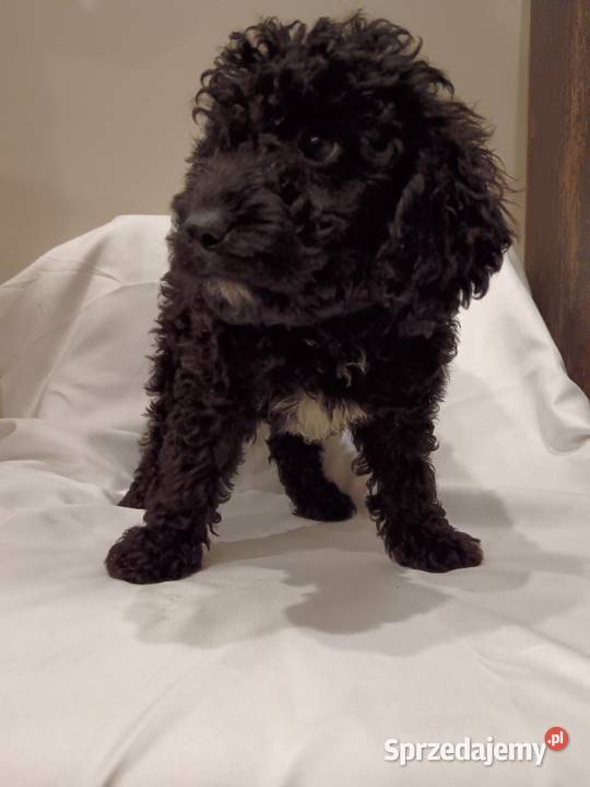 Cockapoo Pozostałe Żółwin