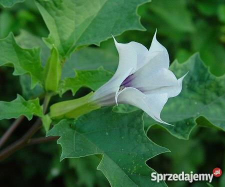 HIT Bieluń dziędzierzawa Nasiona Poznań