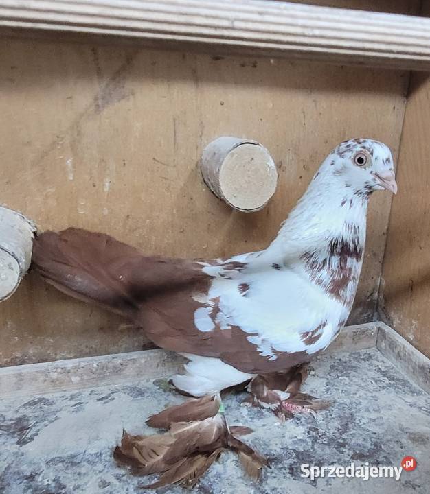 Gołębie Widyny polskie Skierniewice
