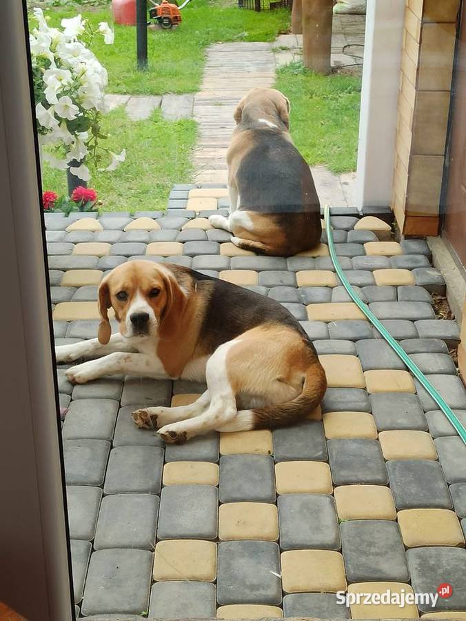 R w p r o d u k t o e Beagle randka pies Białka