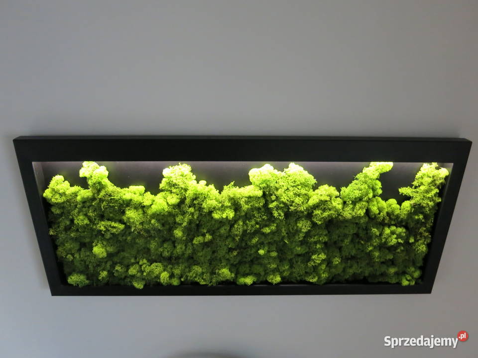 Ekoobraz stalowa rama mech chrobotek led Dom i Ogród Czernica