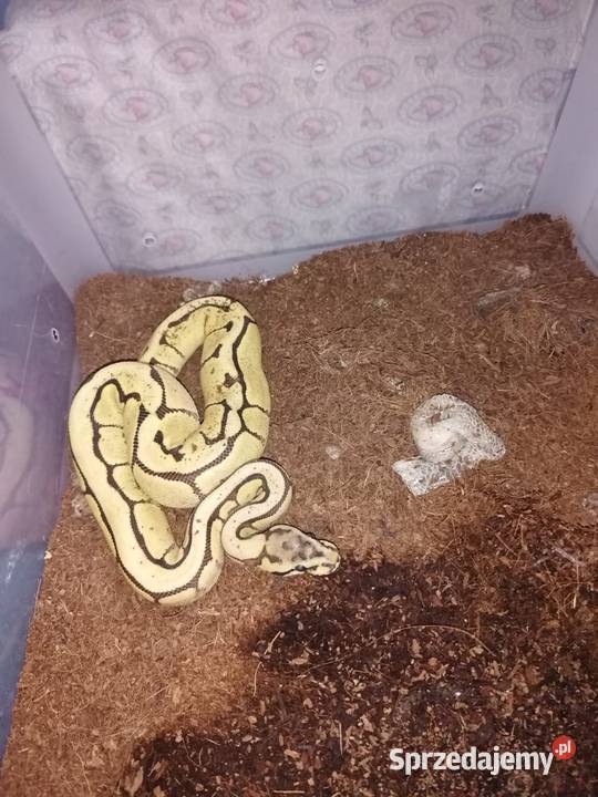 Młoda samica spajder piękna Myszków