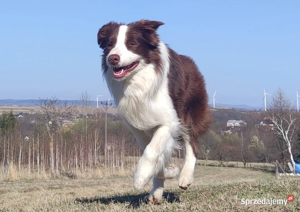 Suczka BORDER COLLIE z pełną dok przebadani Pozostałe Iwonicz