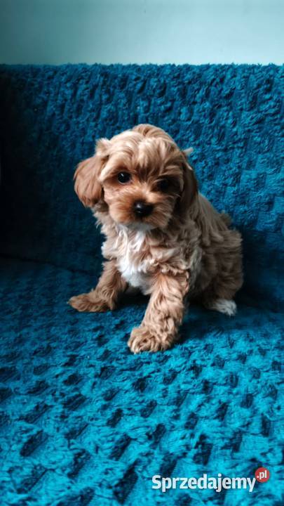 Suczka Maltipoo Brzozie sprzedam