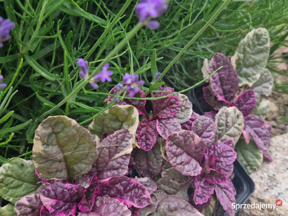 Dąbrówka rozłogowa BURGUNDY GLOW Lublin