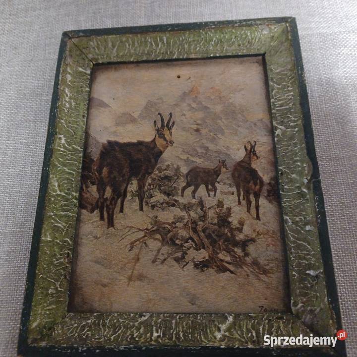 Kozice w wysokich górach Wrocław sprzedam