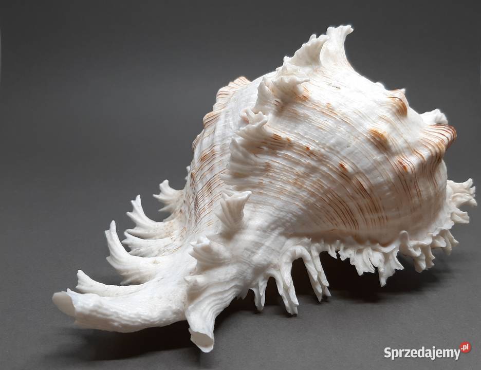 Muszla Rozkolec 1 jasny Duża Lublin