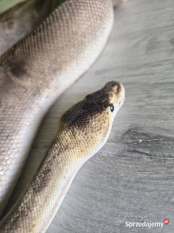 Wąż pyton królewski python regius samica dorosła Zwierzęta dolnośląskie Wrocław