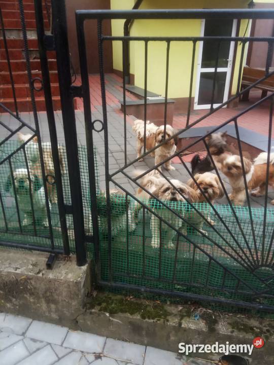 Shih TZU przepiękne małej wielkości szczeniaki Klimontów
