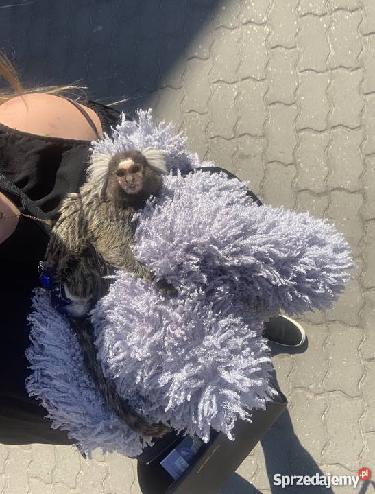 Małpka Marmozeta Białoucha Callithrix jacchus Nadarzyn sprzedam