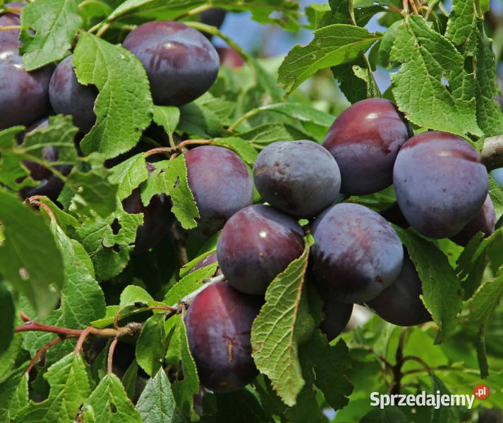 ŚLIWA WANGENHEIMA Prunus domestica Wangenheima