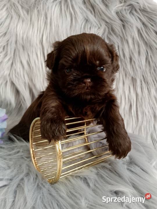 Czekoladowy piesek rasy ShihTzu Namysłów