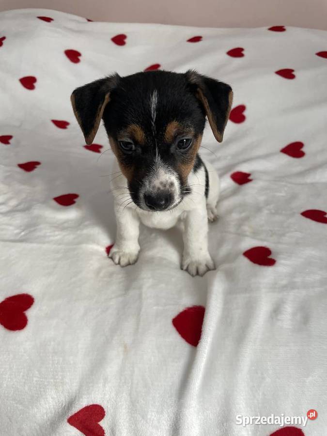 Jack Russell Terrier szczeniaczki