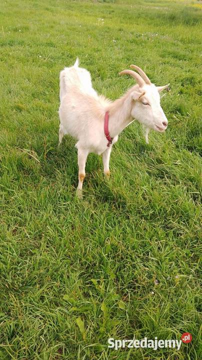 koza mleczna seańska 70 Biszcza