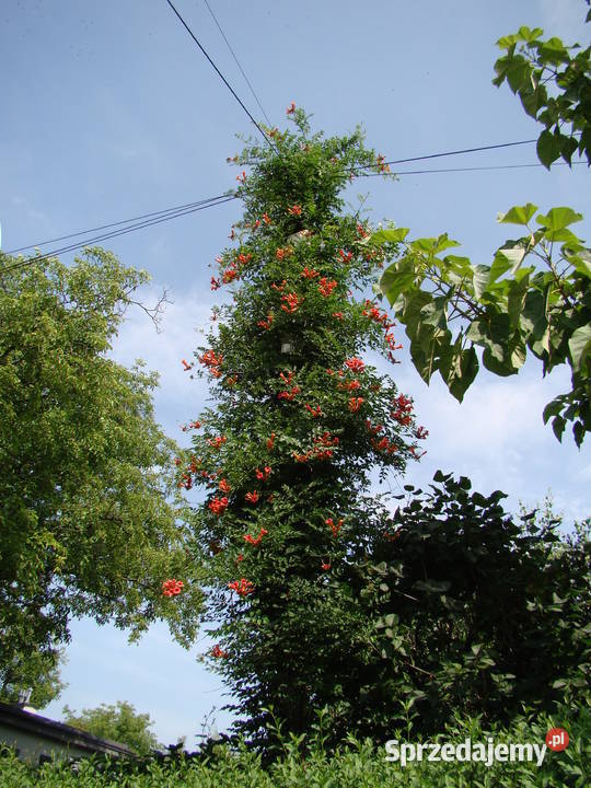 Wiciokrzew żółty x2 sztuki świetny podkarpackie sprzedam