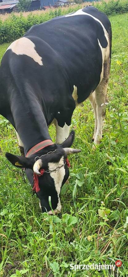 Sprzedam jałówke wysoko cielna Bydło Wojcieszków sprzedam
