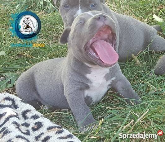 American BullyAmstaff Szczeniaki Gundabar Dogs Koło