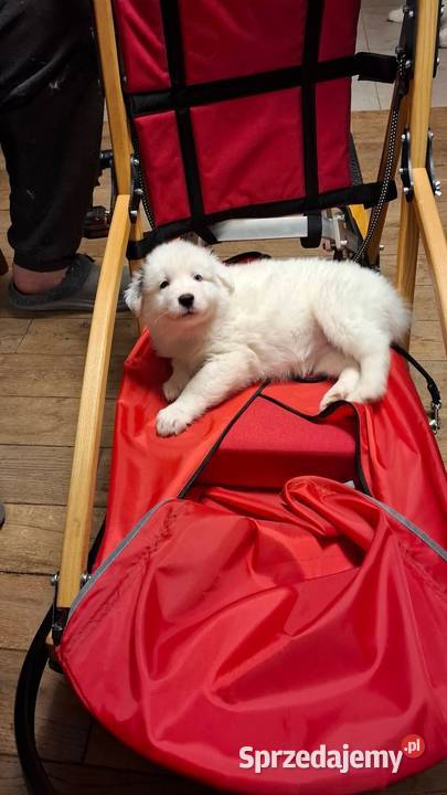 Szczeniaki Lajka Jakucka Smyków