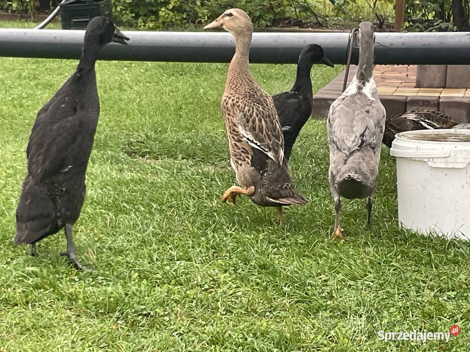 kaczki biegusy