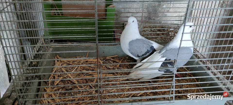 Orliki lubelskie siwe boki Tokarówka