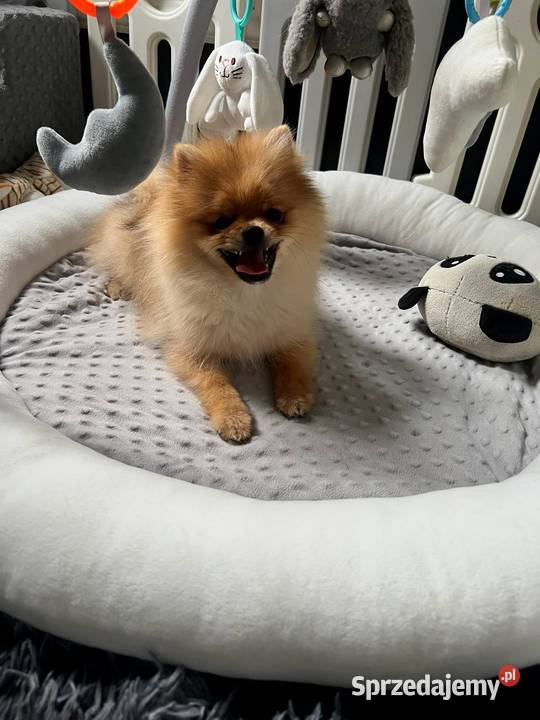 Szpic miniaturowy Pomeranian ORANGE Łódź