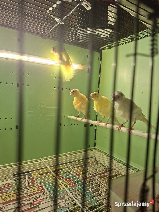 Kanarki fiorino wielkopolskie Środa Wielkopolska