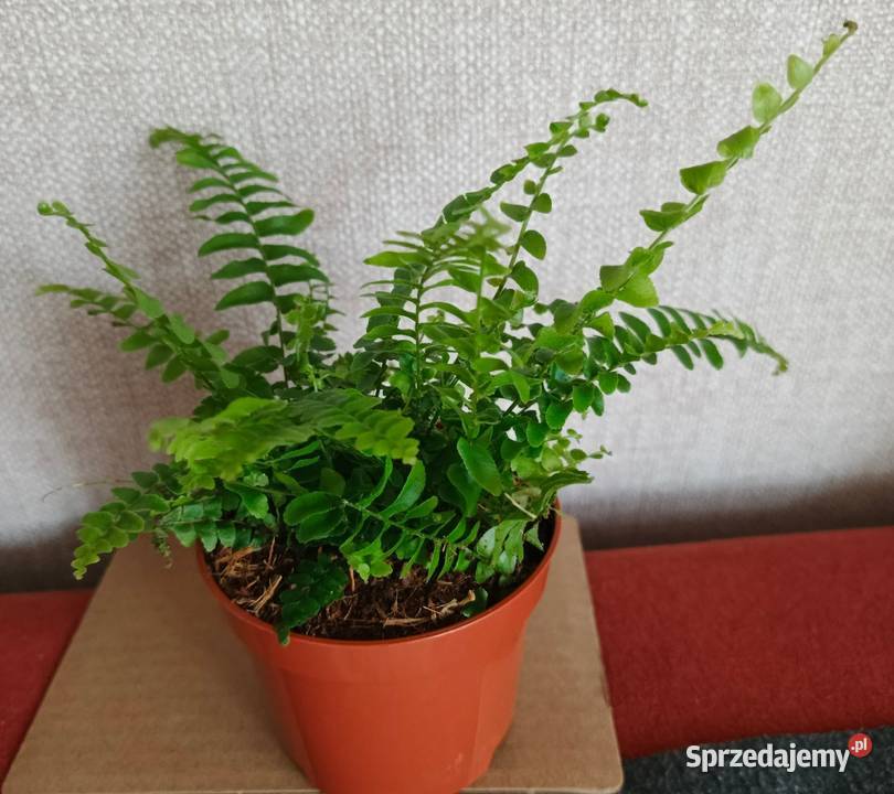 Roślina doniczkowa paprotka bostońska