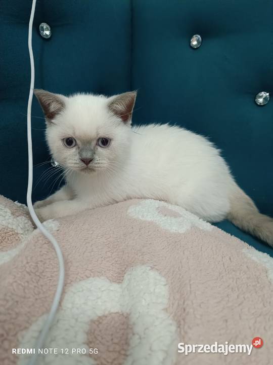 Kotki koty brytyjskie Łask