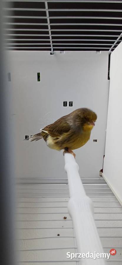 Kanarki gloster korona samce Piotrowice