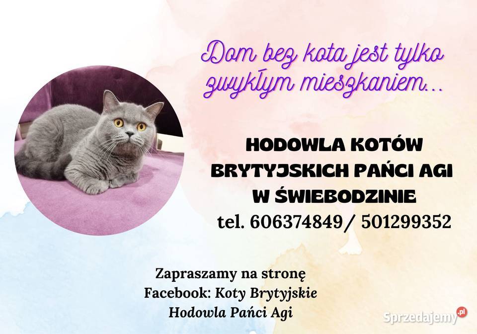 Kotka Brytyjska niebieska krótkowłosa