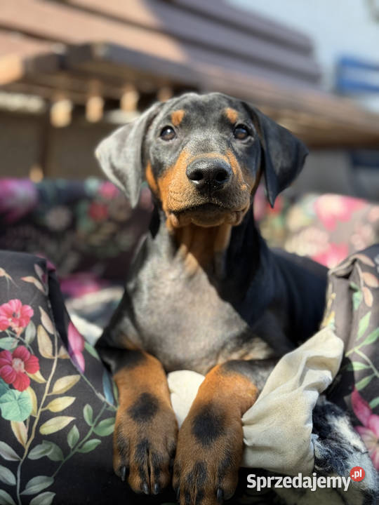 Pinczer średni niemiecki FCI championach Wrocław