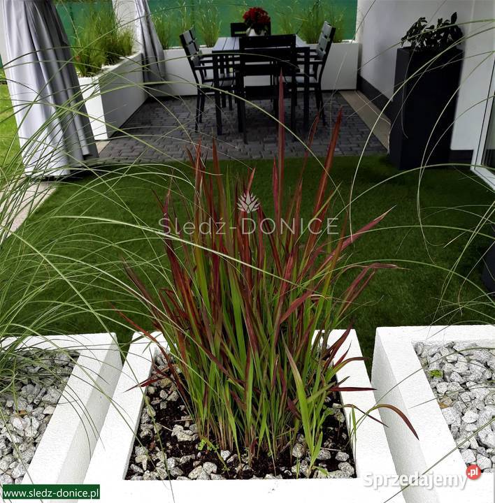 ŚledźDONICE Duże ogrodowe na Wymiar Poznań sprzedam