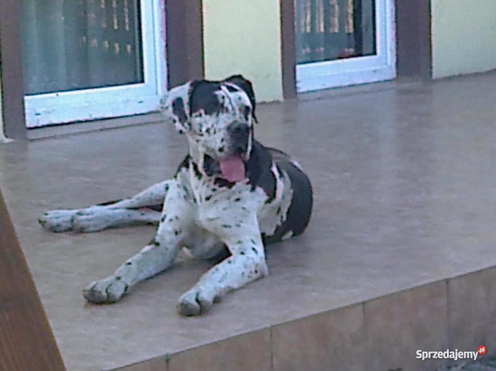 Szczenięta doga niemieckiego Pułtusk