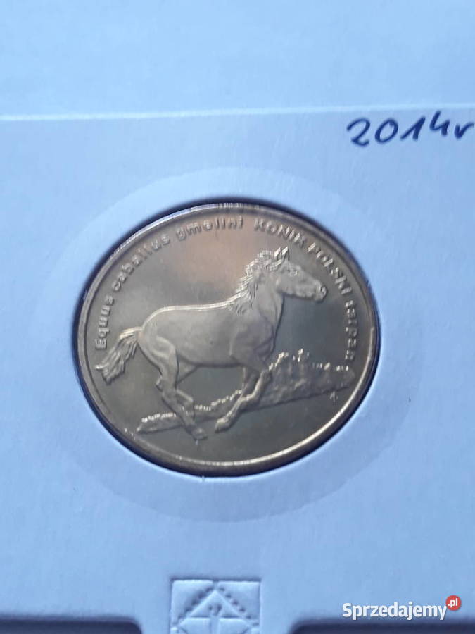 2 Konik Polski2014 r Konin