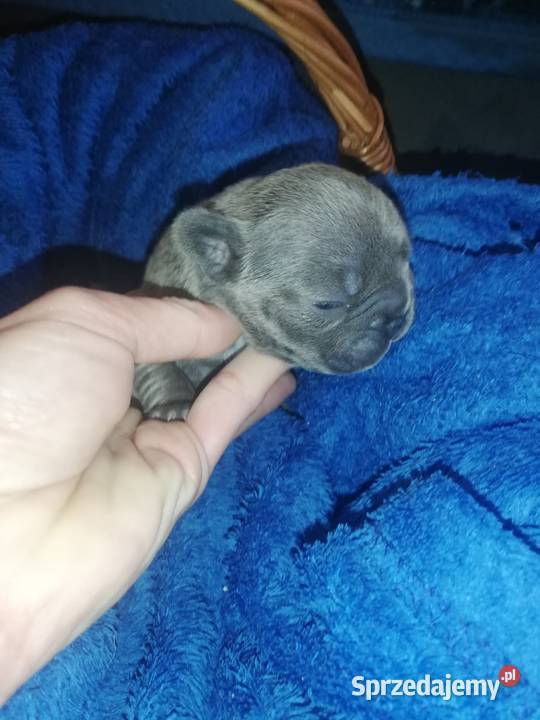 buldog francuski niebieskie i białoniebieskie Borzęcin