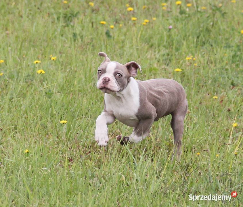 Boston Terrier color chłopaki Pozostałe