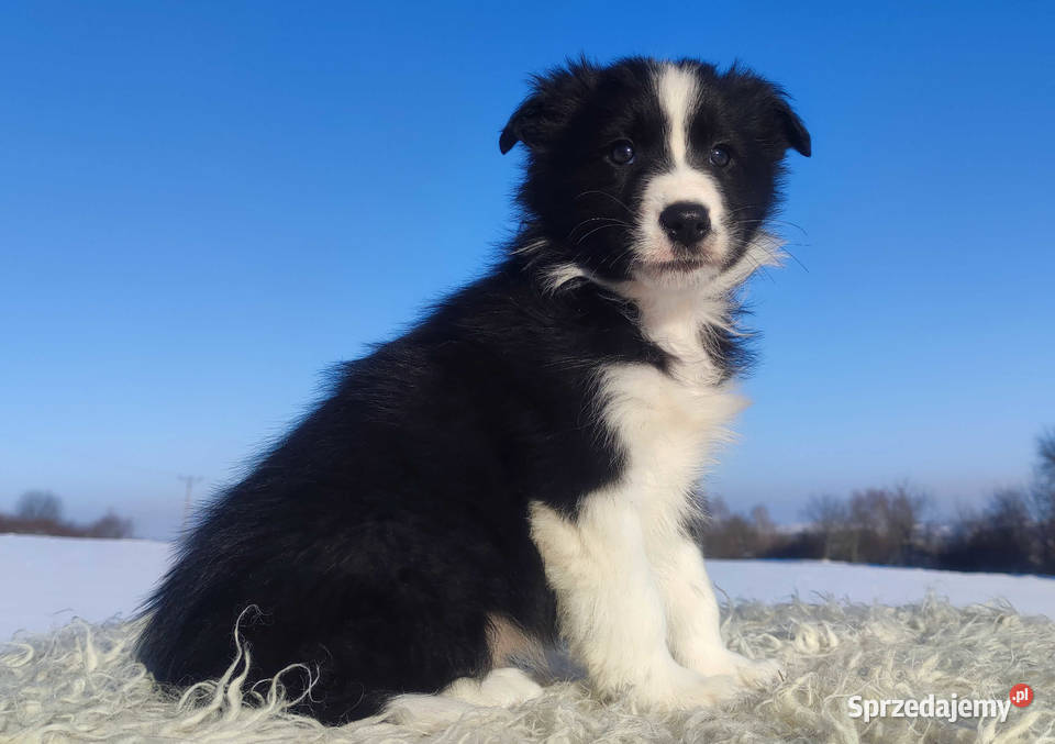 Rasowy BORDER COLLIE z prof Hodowli Pies z pełną małopolskie