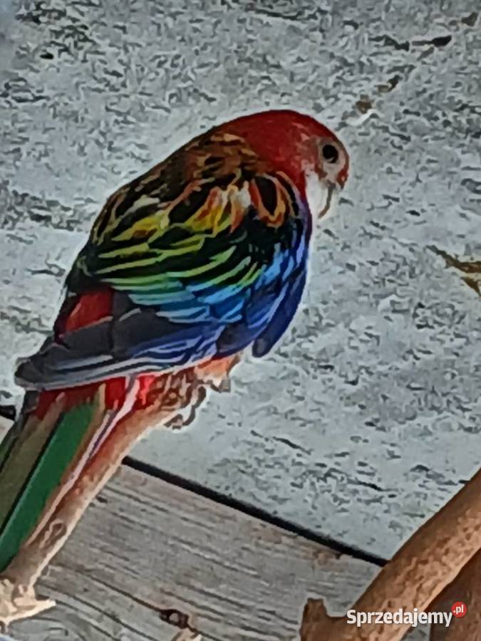 Papuga chińska Klimontów sprzedam