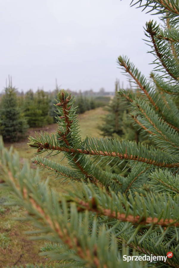 Choinki świerk srebrny pospolity HURT DETAL 15 śląskie Krzepice