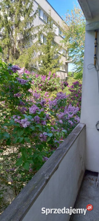 mieszkanie ulica SADY ŻOLIBORSKIE 52m2 Warszawa