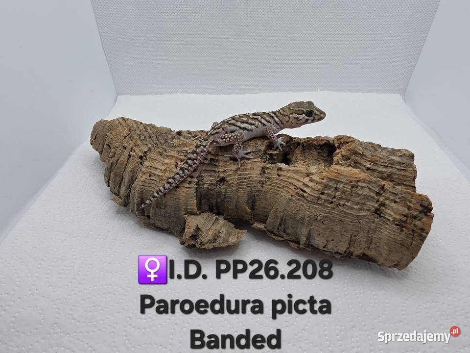 Paroedura Picta gekon madagaskarski śląskie