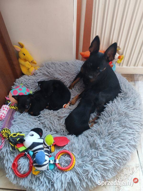 Pinczerek miniaturka Pozostałe mazowieckie Płock