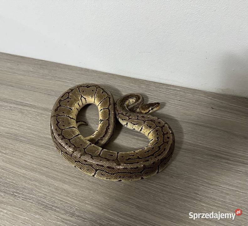 Pytony Królewskie Regius Kalwaria Zebrzydowska sprzedam